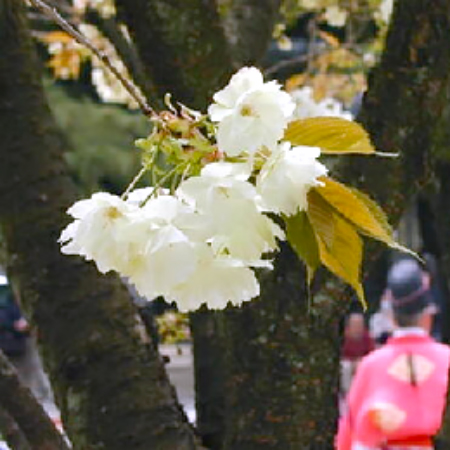 鬱金の桜の花