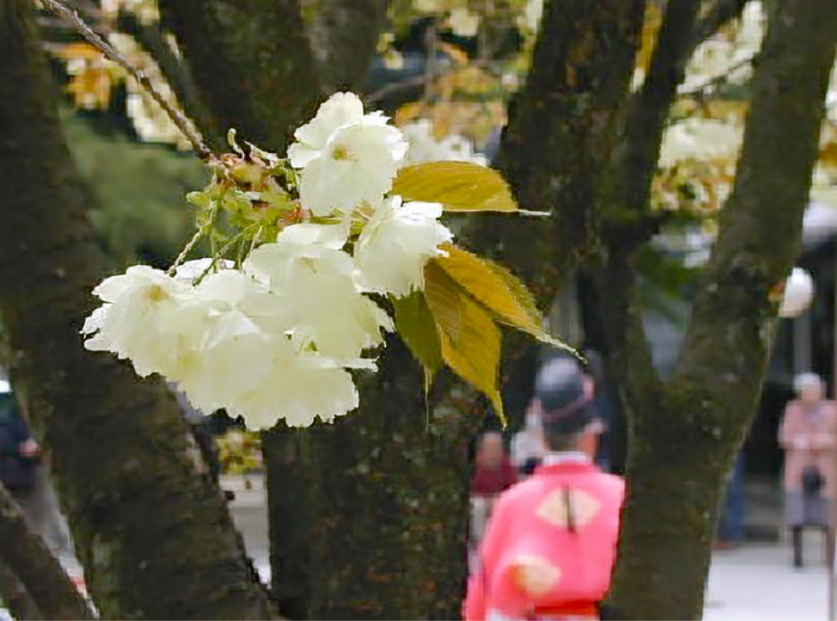 鬱金の桜の花が咲いている様子